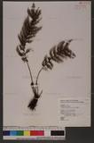 Callistopteris apiifolia (Presl) Copel. 쿹