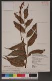 Cyrtomium macrophyllum (Makino) Tagawa var. acuminatum (Diels) Tagawa ye