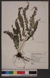 Polystichum hancockii (Hance) Diels 韓氏耳蕨