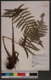 Polystichum parvipinnulum Tagawa 尖葉耳蕨