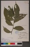 Elatostema herbaceifolium Hayata OWӱ