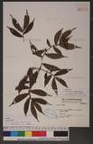 Elatostema lineolatum Forst. var. major Thwait. NM