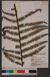 Diplopterygium chinensis (Rosenst.) DeVol ?