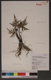 Cheilanthes argentea (Gmel.) Kunze `I