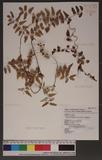 Lygodium microphyllum (Cav.) R. Brown pF