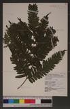 Pteris tokioi Masamune a