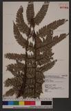 Polystichum eximium (Mett. ex Kuhn) C. Chr. sտ