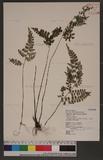 Lindsaea orbiculata (Lam.) Mett. var. commixta (Tagawa) Kramer 