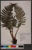 Polystichum parvipinnulum Tagawa yտ