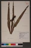 Lepisorus megasorus (C. Chr.) Ching 長柄瓦葦