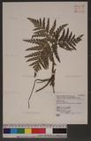 Botrychium daucifolium (Wall.) Hook. & Grev. 薄葉大陰地蕨