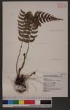 Polystichum lepidocaulon (Hook.) J. Sm. @տ