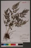 Onychium japonicum (Thunb.) Kunze 饻