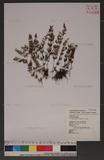 Cheilanthes lanosa (Michx.)D.C.Eaton