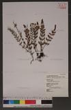 Cheilanthes lanosa (Michx.)D.C.Eaton