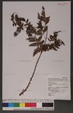 Dryopteris austriaca (Jacq.) Woynar ex Schinz & Thell. ︭