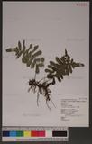 Christella acuminata (Houtt.) Lev. p