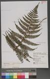 Athyrium niponicum (Mett.) Hance 日本蹄蓋蕨