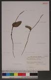 Ophioglossum austro-asiaticum Nishida 高山瓶耳小草