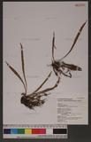 Pyrrosia matsudae (Hay.) Tagawa QФ۸
