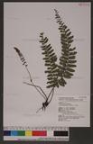 Egenolfia appendiculata (Willd.) J. Sm. 뿹