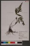 Lindsaea orbiculata (Lam.) Mett. var. recedens (Ching) Shieh T