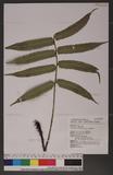 Dryopteris scottii (Bedd.) Ching v