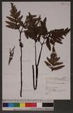 Botrychium daucifolium (Wall.) Hook. & Grev. ja