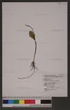 Ophioglossum petiolatum Hook. 鈍頭瓶爾小草