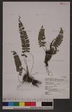 Polystichum deltodon (Bak.) Diels ͦտ