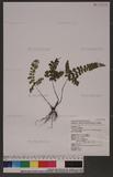 Lindsaea orbiculata (Lam.) Mett. var. commixta (Tagawa) Kramer q