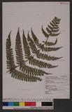 Polystichum eximium (Mett. ex Kuhn) C. Chr. sտ