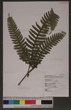 Pteris tokioi Masamune a