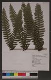 Pteris tokioi Masamune a