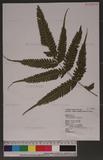 Pteris tokioi Masamune a