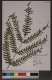 Pteris tokioi Masamune a