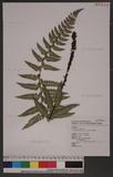 Polystichum parvipinnulum Tagawa yտ