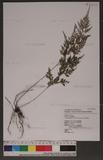 Onychium japonicum (Thunb.) Kunze 饻