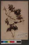 Hymenophyllum blumeanum Spr.