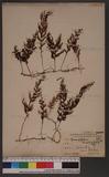 Hymenophyllum crisyato-alatum Hay