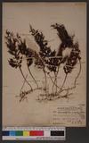 Hymenophyllum crisyato-alatum Hay