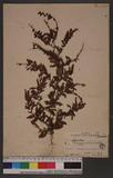 Trichomanes auriculatum Blume.