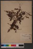 Trichomanes auriculatum Blume.