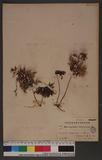 Hymenophyllum Blumeanum ,Spr.