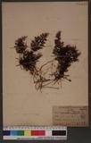 Hymenophyllum Blumeanum ,Spr.