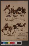 Hymenophyllum Blumceanum , Spr.