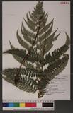 Polystichum biaristatum (Blume) Moore Gyտ