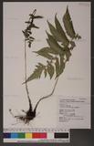 Dryopteris scottii (Bedd.) Ching v