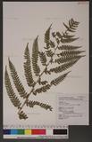 Polystichum biaristatum (Blume) Moore Gyտ