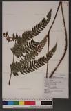 Polystichum biaristatum (Blume) Moore Gyտ